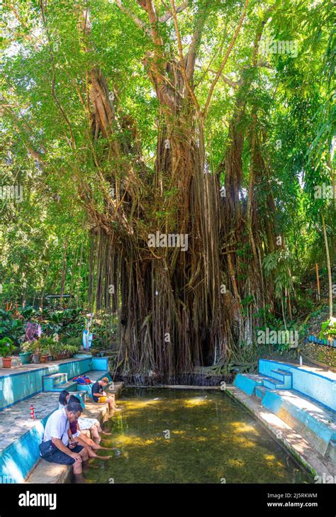 balete tree siquijor.